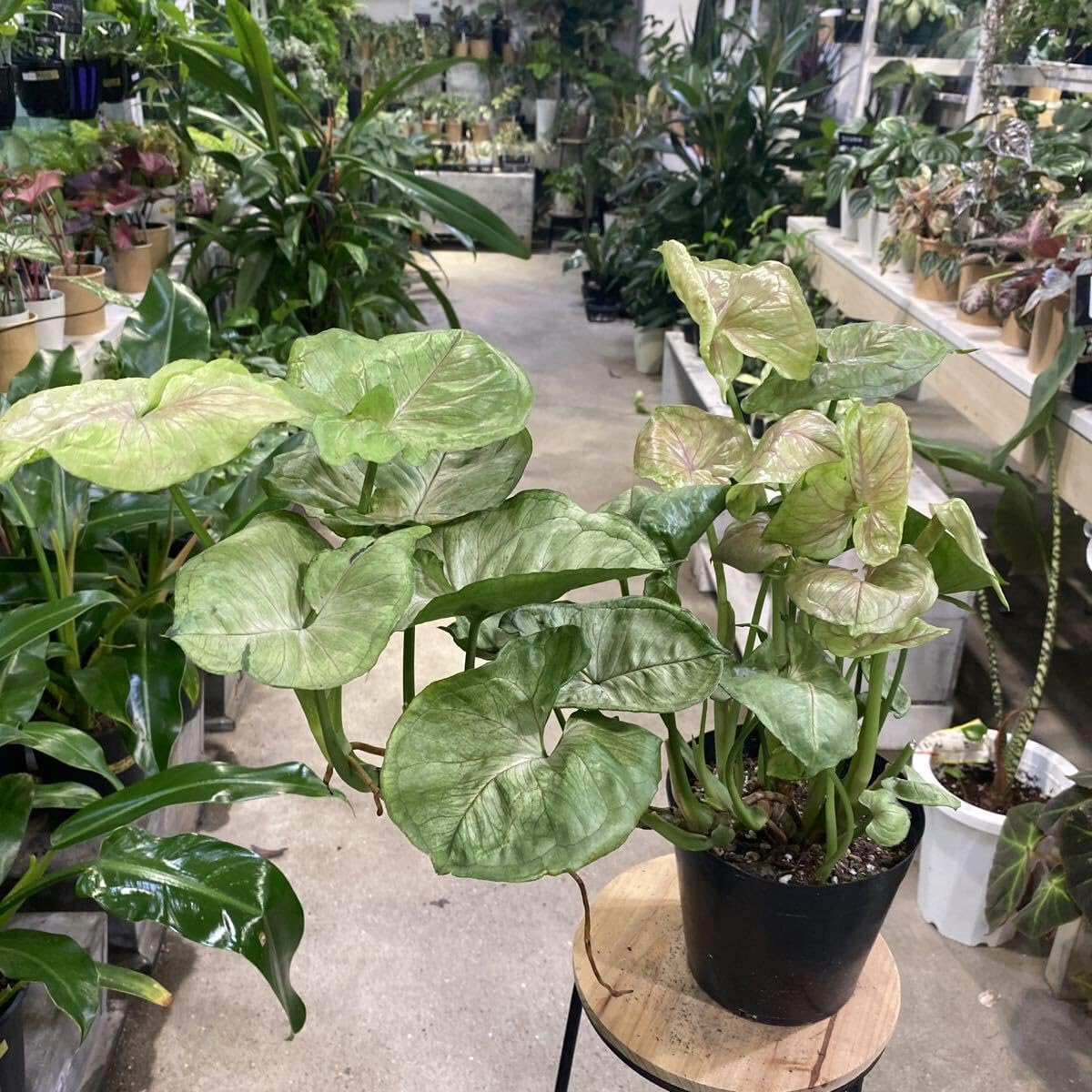 フィカス ゴムの木 インドボダイジュ 曲がり 32番 観葉植物 フィカス